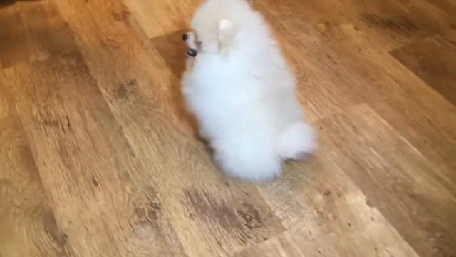 Мишка померашка бело - кремового окраса 👍👍👍🐶 смотреть онлайн