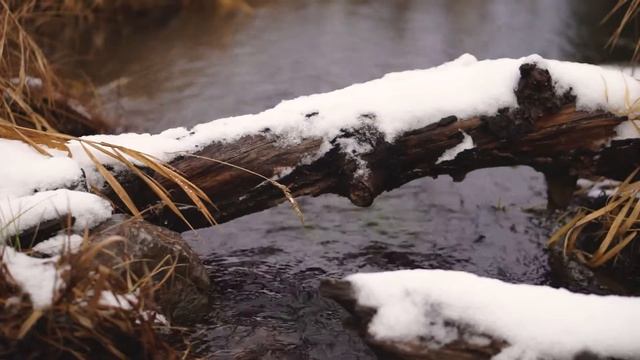 Прогулка по лесу?