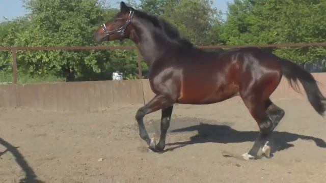 РОМЕО СОНГ 2021 г.р.  (ROMEO STAR ганн. GER-ЭЛЬПИРА), на свободе в леваде.