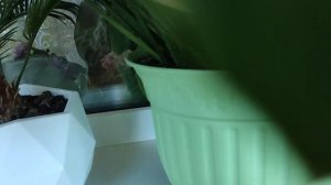 Какой должен быть горшок, чтобы спатифиллумы зацвели