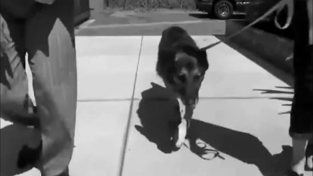 Пёс смирился с предстоящей эвтаназией, вывели из вольера, он не сопротивлялся.? смотреть онлайн