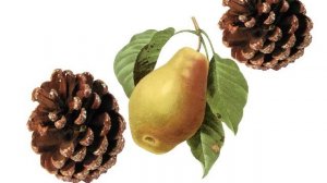 Дифференциация звуков Ж-Ш