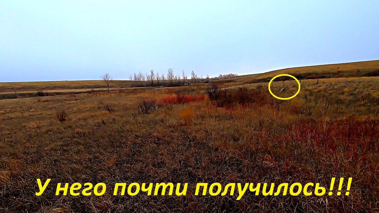 ВОТ ЭТО МЫ ПОПАЛИ!!! СТОЛЬКО ЗАЙЦЕВ Я НЕ ПОДНИМАЛ. ОХОТА НА ЗАЙЦА 2021-2022 / MAX HUNTER смотреть онлайн