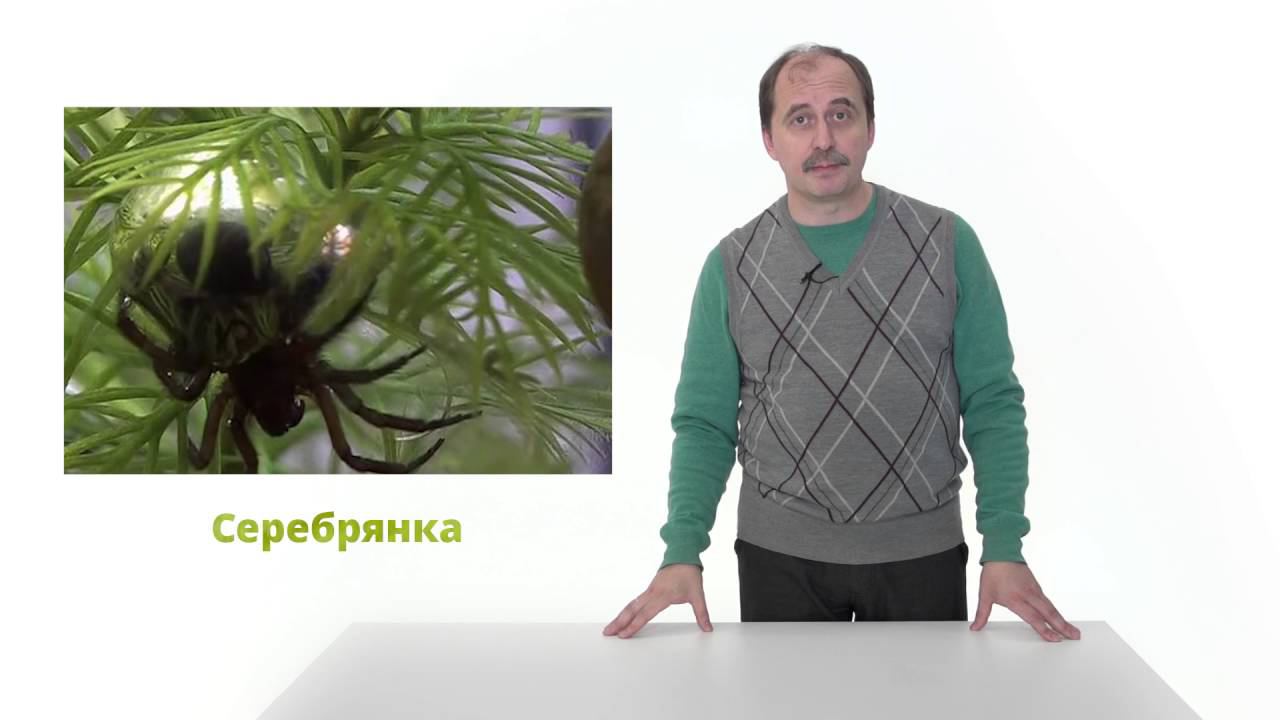 45. Сообщество озера. Часть 2 смотреть онлайн