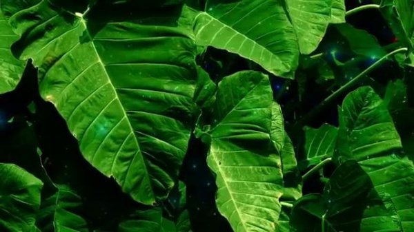 Аффирмации на здоровье и исцеление 🙏 Укрепление иммунитета с помощью здоровых мыслей и намерений!