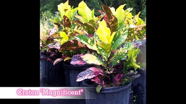 Pokok Puding Puring Croton "Magnificent" смотреть онлайн