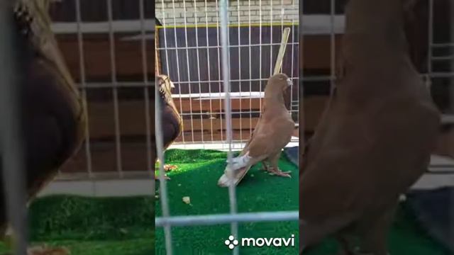 ,Pigeons,Adana,на,прадажу,в,Москве, в,волгограде,тоже,база,есть смотреть онлайн