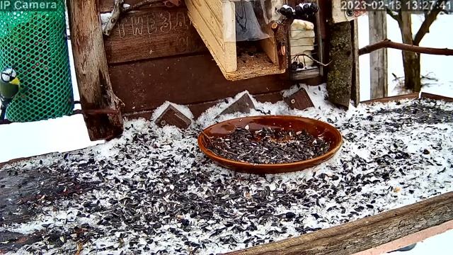 Покорми птичек прямо в эфире. Кормушка - автомат для диких птиц. смотреть онлайн