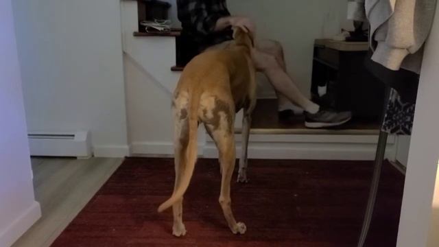 Freeze the greyhound wants to go on a walk. смотреть онлайн