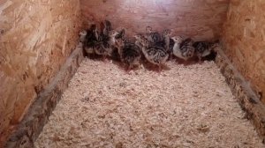 Чем кормить индюшат в первые дни жизни. Почему стартовый ПК лучший вариант