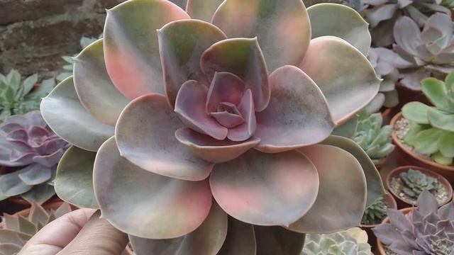 Echeveria 'Rainbow' #LaSuculentaElegidadelDía смотреть онлайн