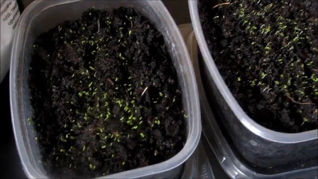 Дружно взошла Лобелия - что делать дальше? Лобелия Ампельная - рассада. смотреть онлайн