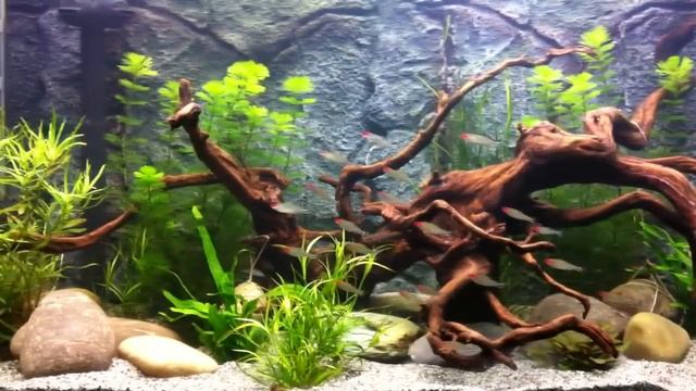 Rummy Nose Tetra (Hemigrammus rhodostomus) смотреть онлайн