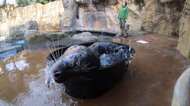 Tubby Time for the Seals смотреть онлайн