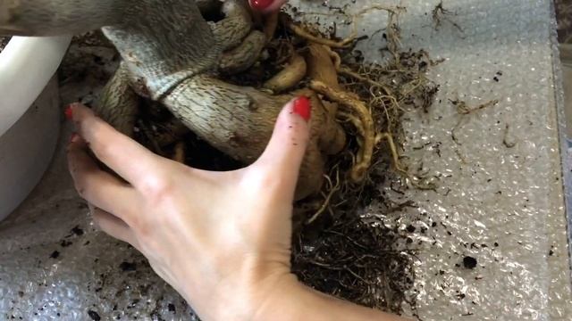 АДЕНИУМ ФОРМИРОВАНИЕ КАУДЕКСА И КОРНЕЙ смотреть онлайн