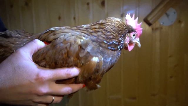 Mercedes-Benz “Chicken” MAGIC BODY CONTROL - Пересъёмка!) смотреть онлайн