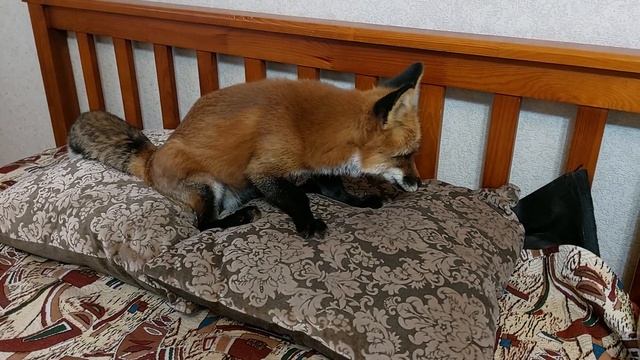 Лис радуется встрече с котом