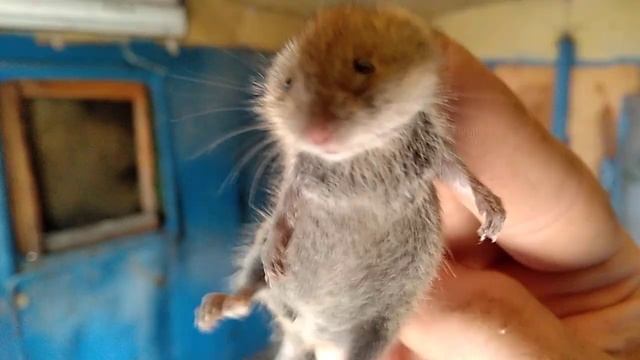 мышь полевая крупным планом. смотреть онлайн