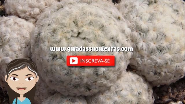 Mammillaria Plumosa: Saiba Tudo Sobre Esse Cacto смотреть онлайн