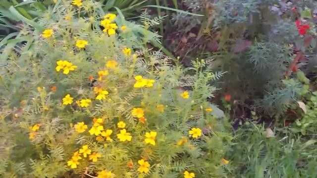 ОБЗОР УЧАСТКА ОСЕНЬЮ. Ландшафтный дизайн участка. смотреть онлайн