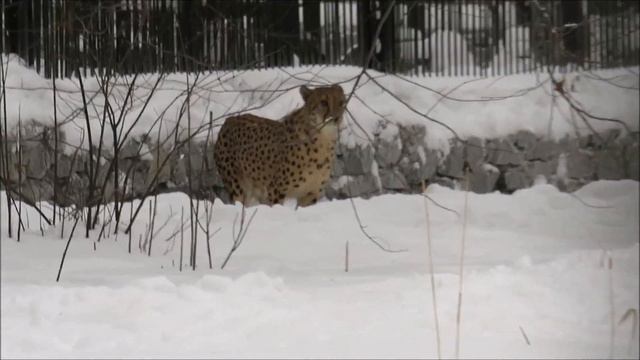 Гепарды Эстер и Кода на прогулке в тёплую погоду 20.12.2022 смотреть онлайн