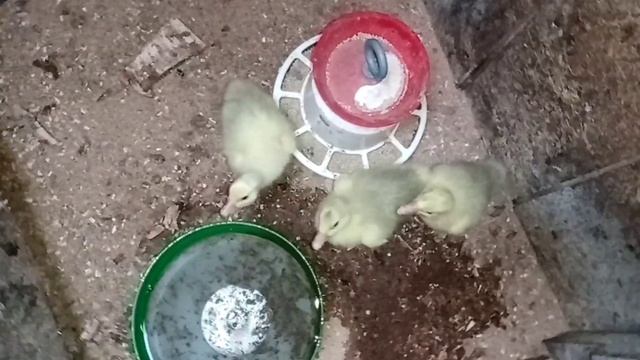 Работа не заканчивается! #выгулдлякур#пахота#кошачьяохота#мейн-куннаохоте#гусята смотреть онлайн