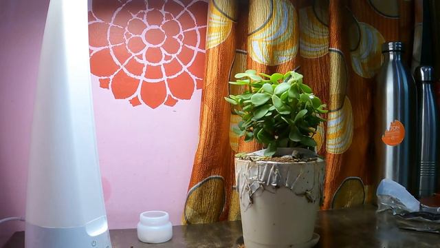 Ugaoo : Unboxing, Good Luck Jade Plant with Self Watering Pot, Gardening смотреть онлайн