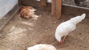 куры Ломан браун...как получить от них потомство?
