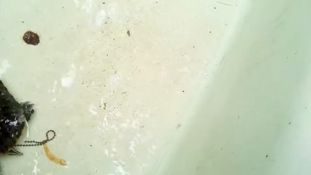 Уход за красноухими черепахами смотреть онлайн