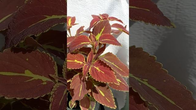 Сад хризантем смотреть онлайн