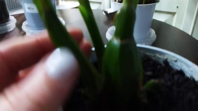 Орхидеи одонтоглоссум, колманара, беаллара, зигопеталум смотреть онлайн