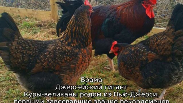 Мясные породы кур смотреть онлайн