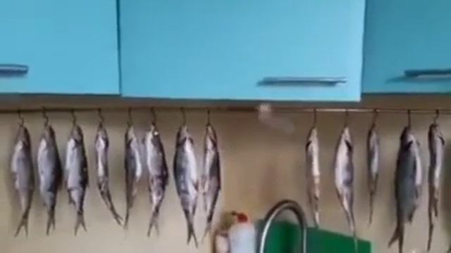 Сумашедший Клёв на Кухне???#shorts #подпишись #лайк #юмор #животные #кошки #рыбалка смотреть онлайн