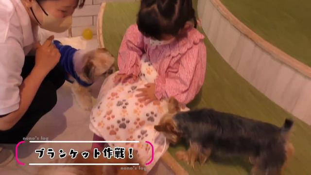 【もふもふ♪】犬カフェ🐕で【遊び/切り抜き】　＃ののちゃん　#犬カフェ　#癒し
