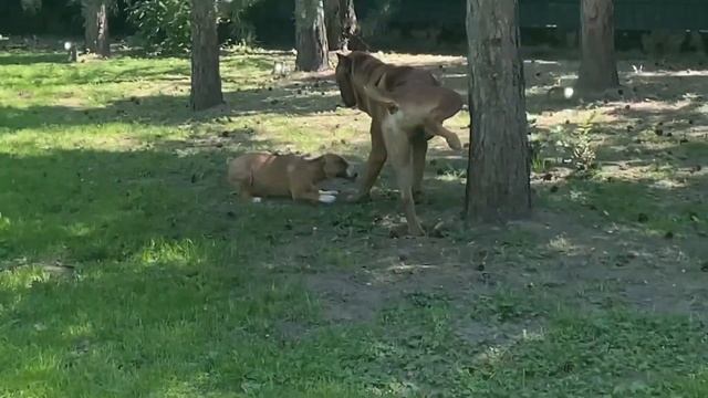 Рыжий кане корсо и рыжая минибулька, игры! смотреть онлайн