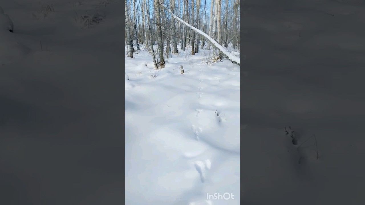 по зайчьему следу смотреть онлайн