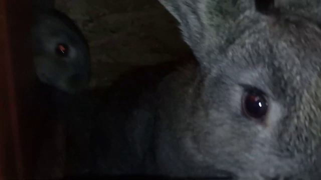 Из чего делать клетки кроликам. смотреть онлайн