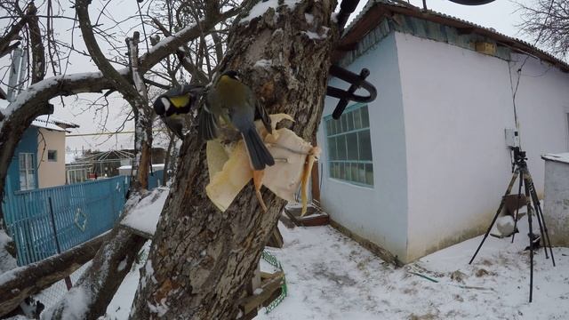 Синицы Спорят хорошо за СалоЗимаДенисовоGP5 24