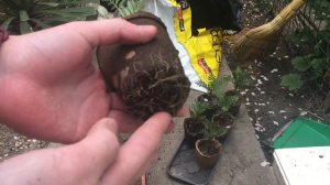 Бархатцы в балконном ящике\ Правильная посадка однолетников в кашпо.