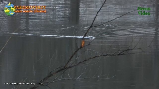 Один день на Погорелом. Речная выдра, американская норка. 12.01.2021 Яремовский природный резерват. смотреть онлайн