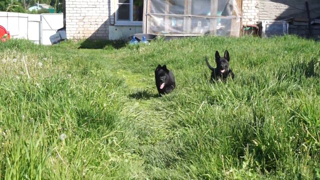 ВЕО черные кобель и сука от Беркута и Янты смотреть онлайн