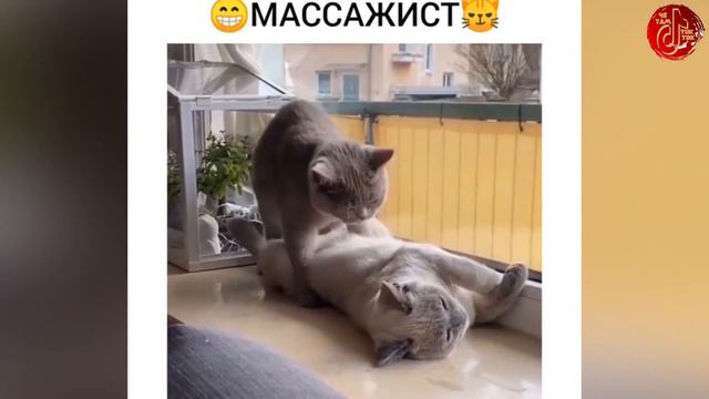 СМЕШНЫЕ ЖИВОТНЫЕ 🎬 СМЕШНЫЕ КОШКИ 2021 И ДРУГИЕ ЖИВОТНЫЕ 🎬10 МИНУТ СМЕХА #приколы2021 #коты #собаки смотреть онлайн