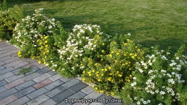 Лапчатка непальская — описание, сорта, уход смотреть онлайн