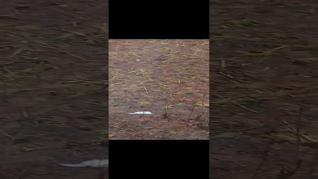 Подснежники)))