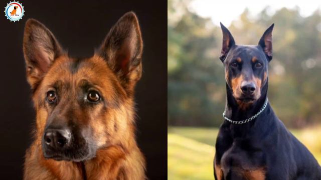 Labrador retriever vs German shepherd vs Doberman / in hindi / dog comparison смотреть онлайн