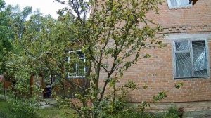 Пытаюсь размножить персик и черешню Часть 3.