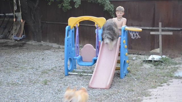 Собаки и дети играют во дворе и катаются на горке