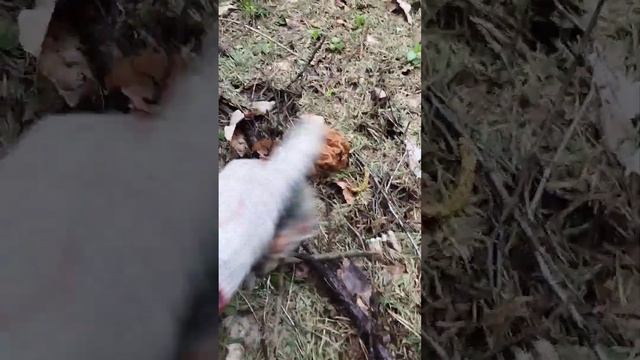 Открытие грибного сезона 2023 Строчки (обыкновенные и гигантские), а также сморчки #лес #грибы смотреть онлайн