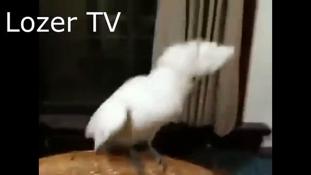 ТЕСТ НА ПСИХИКУ, ПОПРОБУЙ НЕ ЗАСМЕЯТЬСЯ - смешное видео, приколы, смотреть онлайн смотреть онлайн