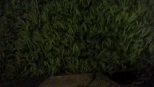 Обзор моего самоката. HUDORA